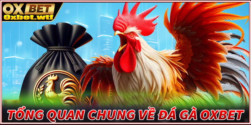 Khái quát tổng quan chung về sảnh đá gà Oxbet